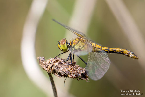 blutrote Heidelibelle, Weibchen