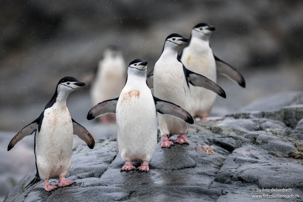 Zügelpinguine, Chierva Cove
