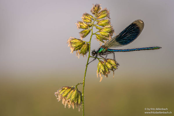 Prachtlibelle, Reusstal