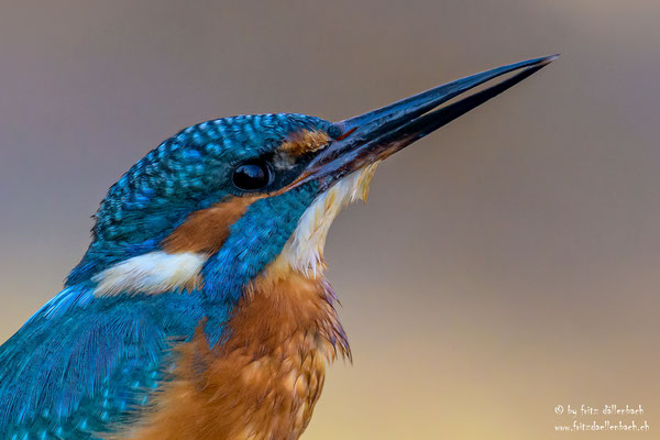 Eisvogel, Gippinger Grien