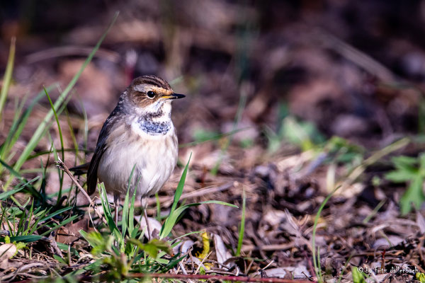 Blaukehlchen Weibchen, Jona Stampf