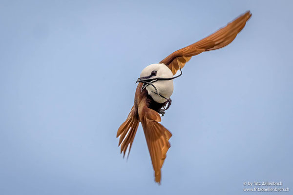 Dreilappenkotinga (Three-wattled Bellbird)