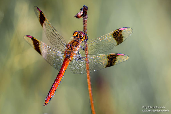 gebänderte Heidelibelle Männchen, Sihlsee