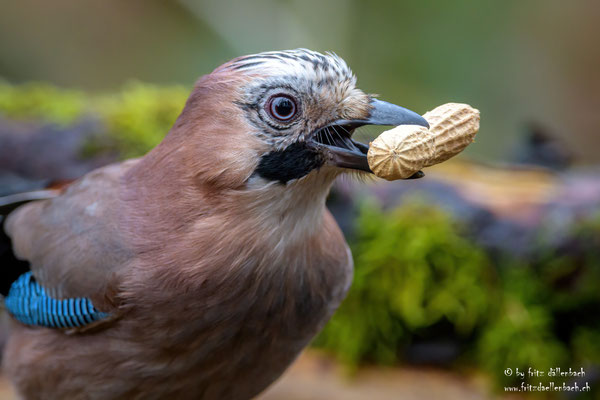 Eichelhäher, Züriberg