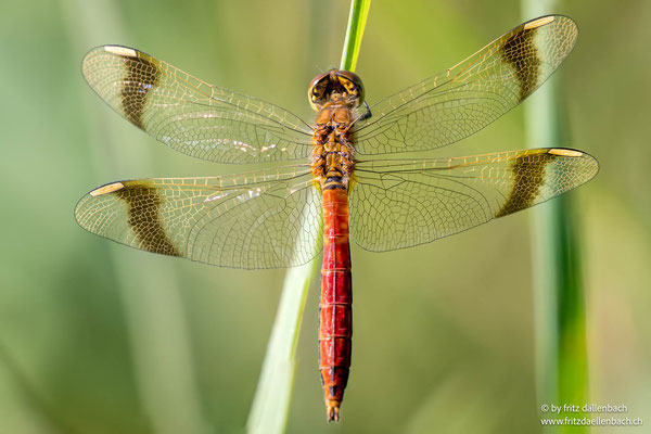 gebänderte Heidelibelle, Männchen, Sihlsee