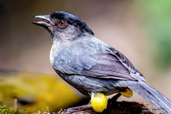 Gelbschenkel-Buschammer (Yellow-thighed Brushfinch)