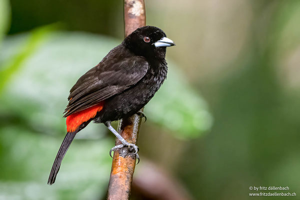 Passerinitangare (Scarlet-rumped Tanager)