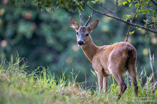 Rehbock, Steiermark