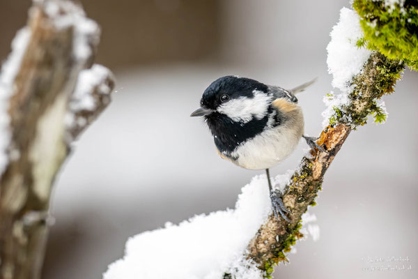 Tannenmeise, Züriberg