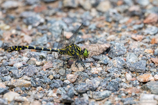 kleine Zangenlibelle, Neeracherried