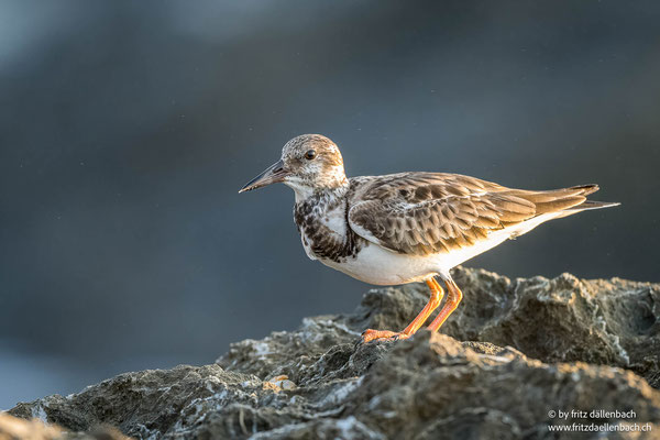 Steinwälzer (Turnstone)