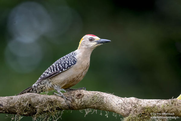 Hoffmannspecht (Hoffmann's woodpecker)