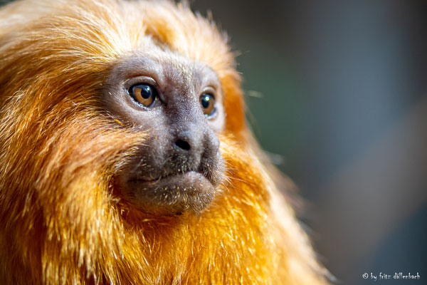 Äffchen, Zoo Zürich