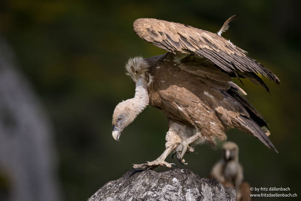 Gänsehgeier, Spanien