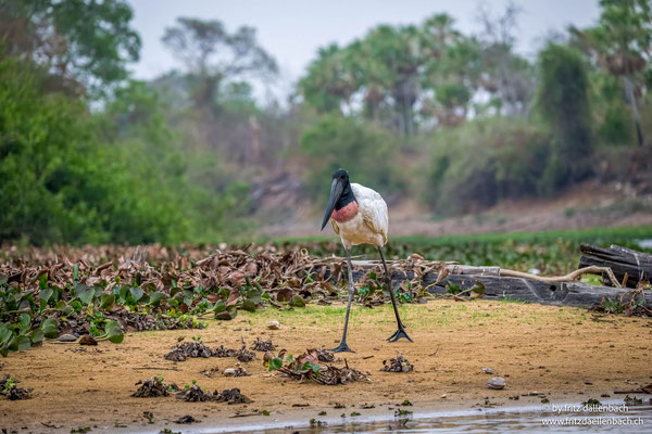 Jabiru Storch, Pantanal