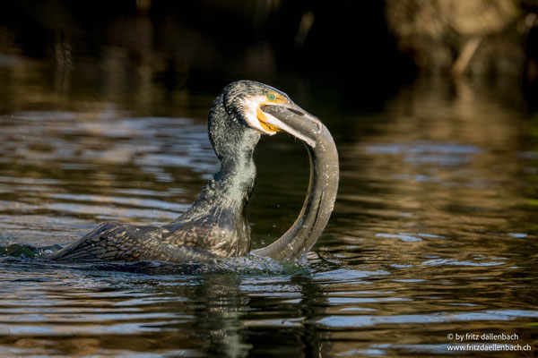 Kormoran mit Aal, Greifensee