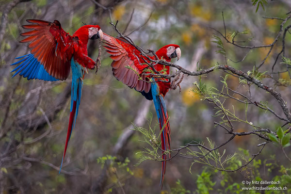 Grünflügelara, Pantanal