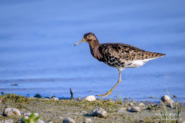 Kampfläufer, Neusiedlersee