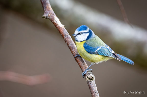 Blaumeise, Flughafen Zürich