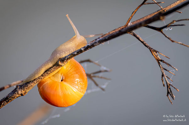 Schnecke, Maschwander Allmend