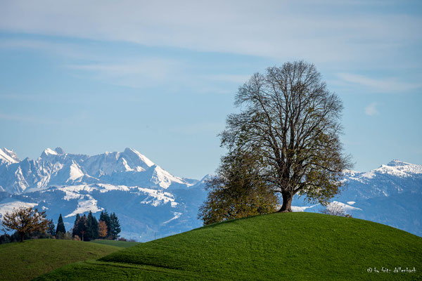 Drumlins mit Alpen, Hirzel