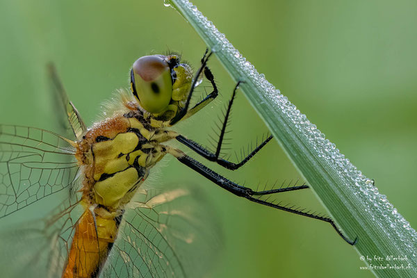 Libelle, Stille Reuss