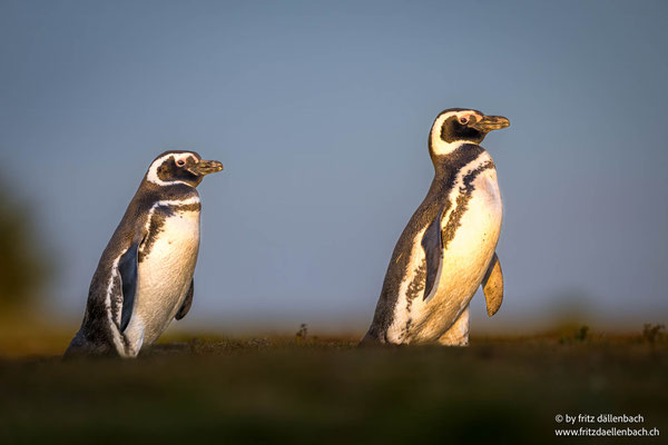 Magelanpinguine, Falkland Islands
