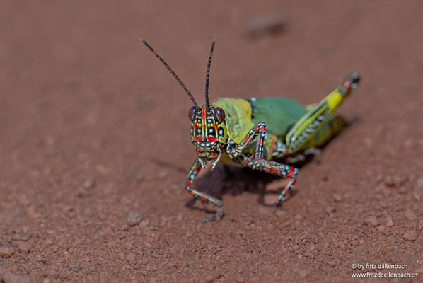 Bunte Heuschrecke, Ghana