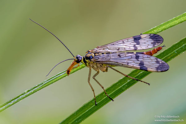 Gemeine Skorpionsfliege, Stille Reuss