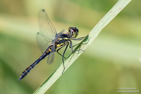 Schwarze Heidelibelle Männchen, Sihlsee