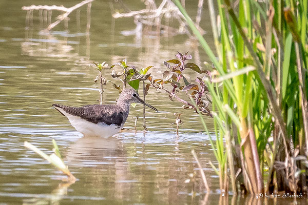 Waldwasserläufer