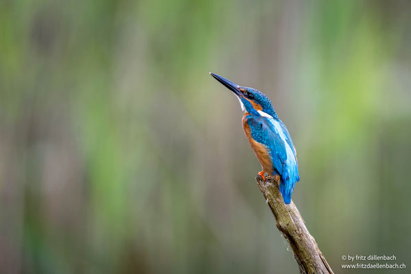 Eisvogel, Silberweid