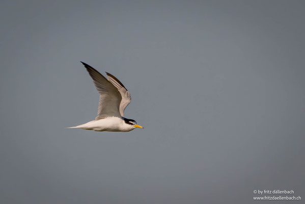 Zwergseeschwalbe, Laguna di Cervia