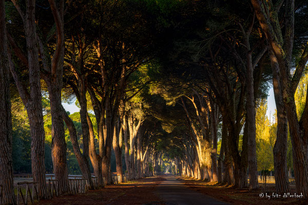 Allee, Pisa