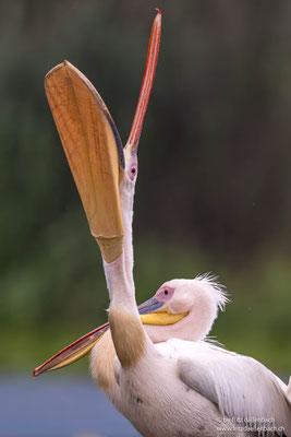 Rosapelikan, Donaudelta