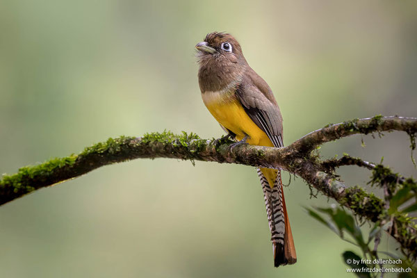 Schwarzkehltrogon (Black-throated Trogon)
