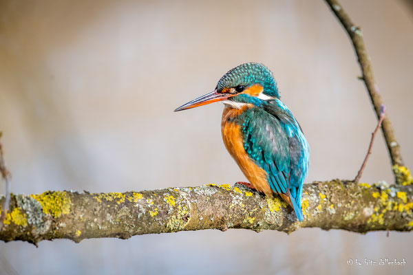 Eisvogel, Klingnauer Stausee