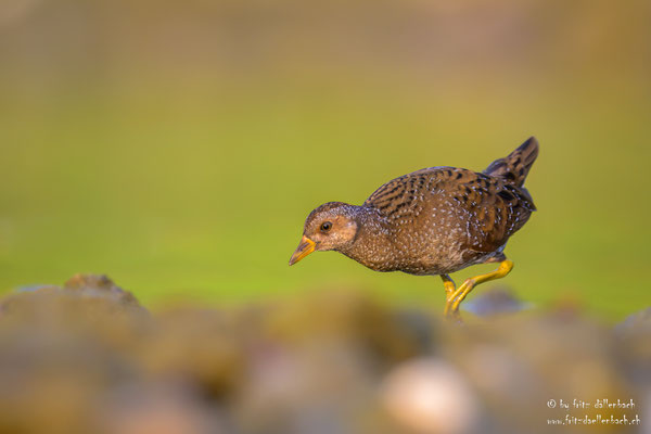 Tüpfelsumpfhuhn, Jona Stampf