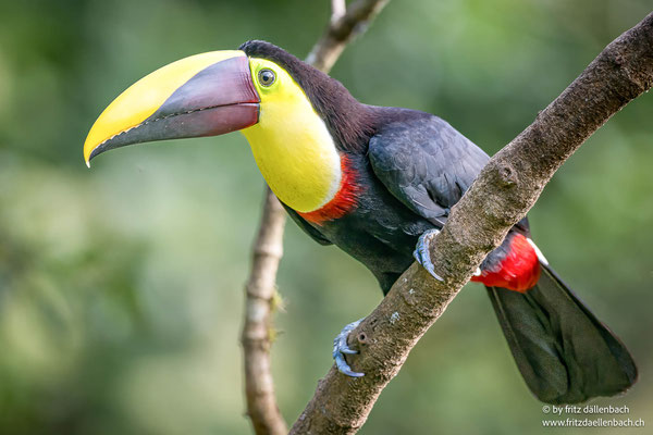 Swainson-Tukan (Chestnut-mandibled Toucan)