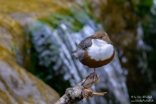 Wasseramsel, Küsnachter Tobel