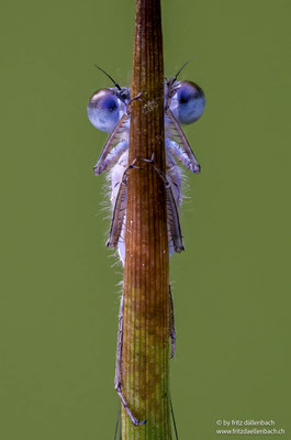 Libelle, Torfmoos