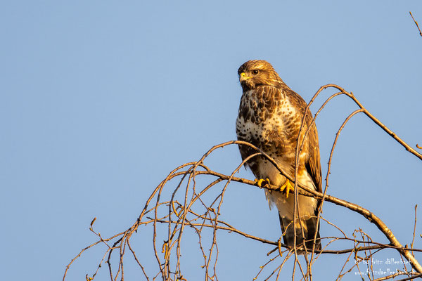 Mäusebussard, Grünwald