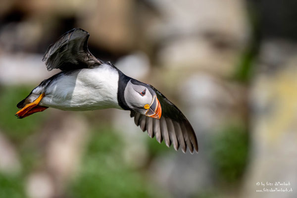 Puffin, Varanger