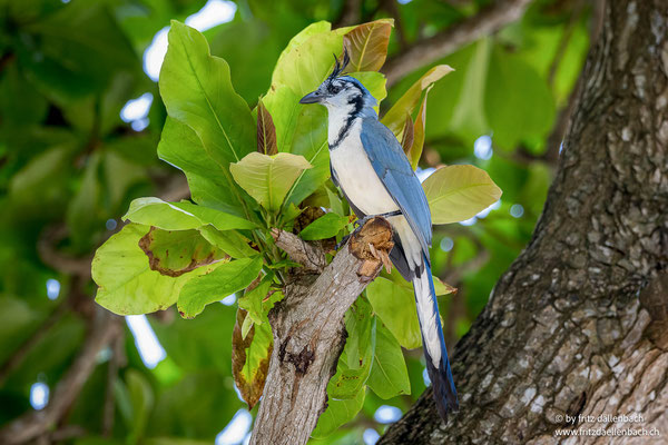 Weißkehl-Elsternhäher (White-throated Magpie-Jay)