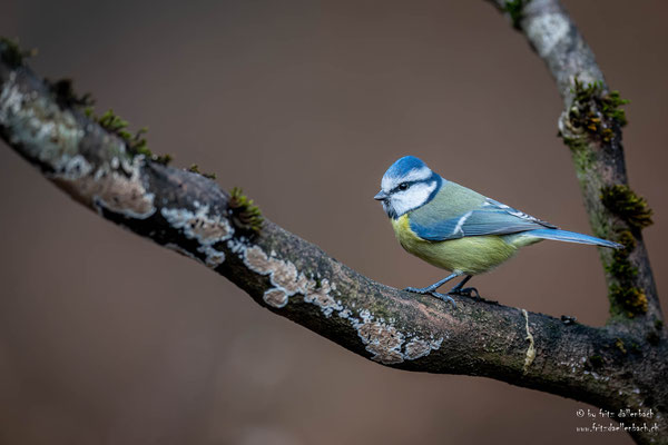 Blaumeise, Züriberg