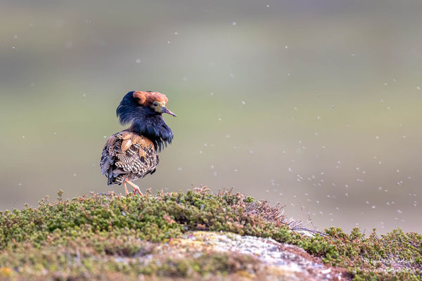 Kampfläufer, Varanger