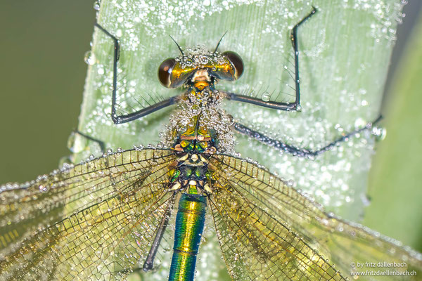 Prachtlibelle Weibchen, Reusstal