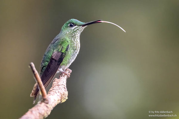 Grünstirn-Brillantkolibri (Green-crowned brilliant)