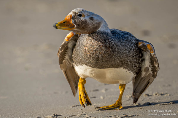 Falkland-Dampfschiffente, Falkland Island