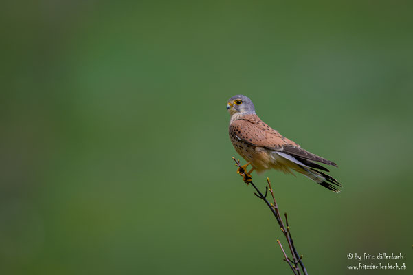 Turmfalke, Reckingen